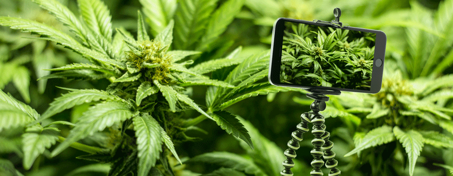 Treppiede Per I Colpi Fermi Cannabis Treppiede Per I Colpi Fermi Cannabis