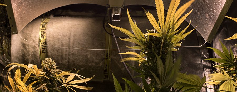 insonorizzano la coltivazione della cannabis nella sala interna insonorizzano la coltivazione della cannabis nella sala interna