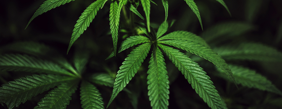 Fase Di Crescita Vegetativa Cannabis
