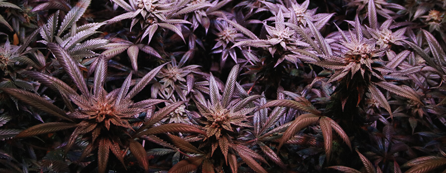 Purple cannabis Purple cannabis
