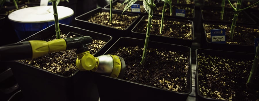 Coltivare cannabis indoor: umidità relativa e temperatura royal ... Come abbassare l umidità in una stanza