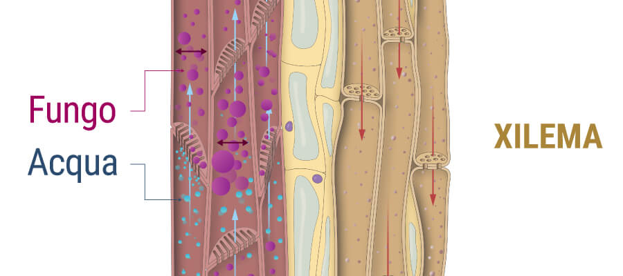 Come Il Fungo Colpisce Xylem Della Pianta Di Cannabis Come Il Fungo Colpisce Xylem Della Pianta Di Cannabis