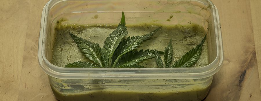 i sintomi del greenout sono gli edibiti della cannabis i sintomi del greenout sono gli edibiti della cannabis