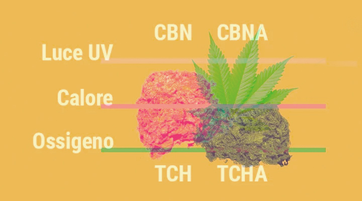 Perché la cannabis perde la sua potenza con il passare del tempo? Perché la cannabis perde la sua potenza con il passare del tempo?