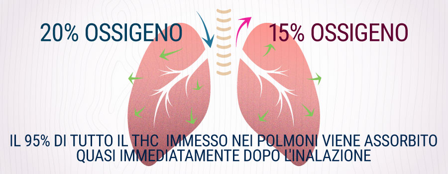 Polmoni Inalazione Fumo Di Spiegazione Di Cannabis