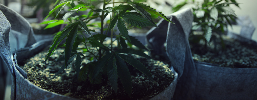 Cannabis coltivazione gatti e cani