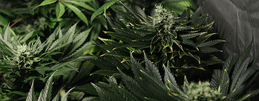 nutrienti della cannabis fecondazione eccessiva nutrienti della cannabis fecondazione eccessiva