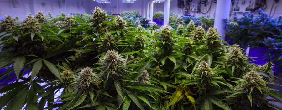 Cannabis industria germania
