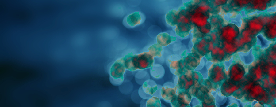 cannabis e sistema immunitario cannabis e sistema immunitario