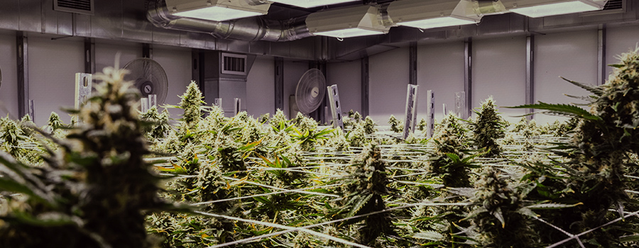 sistema immunitario di cannabis medico sistema immunitario di cannabis medico