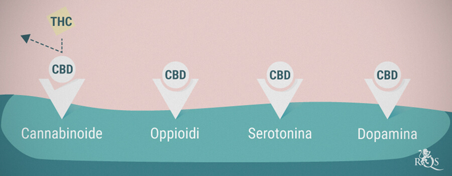 Recettori dei cannabinoidi, oppioidi, serotonina e dopamina