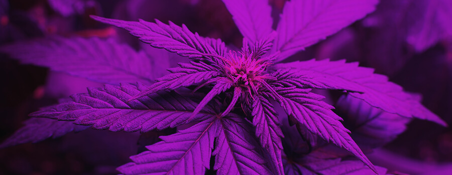 Spettro Di Luce Quando Si Coltiva La Cannabis