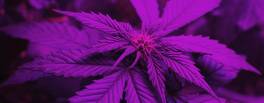 Spettro Di Luce Quando Si Coltiva La Cannabis Spettro Di Luce Quando Si Coltiva La Cannabis