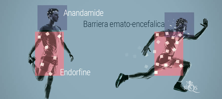 La Relazione Tra Anandamide Ed Endorfina La Relazione Tra Anandamide Ed Endorfina
