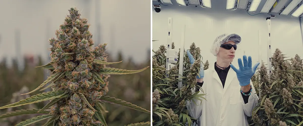 Spazio di Coltivazione High-Tech Cannabis CRIC Labs Guidas Un'illustrazione di Simon e Max con camici bianchi e reti per capelli che entrano nello spazio di coltivazione high-tech immacolato di CRIC Labs, con tubi, valvole e serbatoi, su uno sfondo verde brillante.