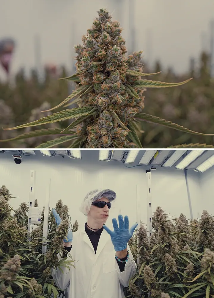 Spazio di Coltivazione High-Tech Cannabis CRIC Labs Guida Un'illustrazione di Simon e Max con camici bianchi e reti per capelli che entrano nello spazio di coltivazione high-tech immacolato di CRIC Labs, con tubi, valvole e serbatoi, su uno sfondo verde brillante.