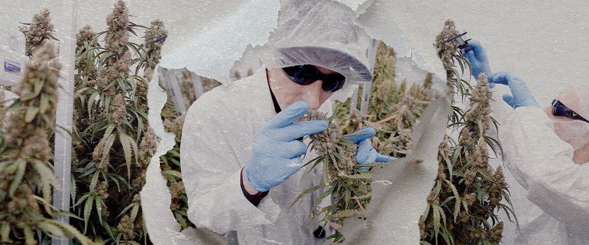Spazio di Coltivazione High-Tech Cannabis CRIC Labs Guidas Un'illustrazione di Simon e Max con camici bianchi e reti per capelli che entrano nello spazio di coltivazione high-tech immacolato di CRIC Labs, con tubi, valvole e serbatoi, su uno sfondo verde brillante.