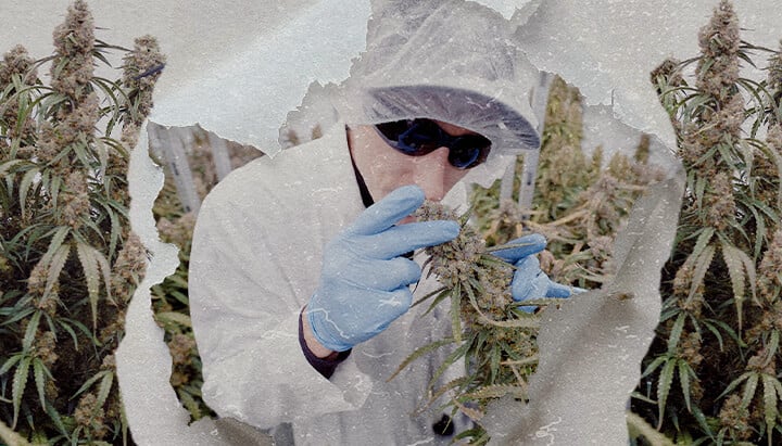 Spazio di Coltivazione High-Tech Cannabis CRIC Labs Guida Un'illustrazione di Simon e Max con camici bianchi e reti per capelli che entrano nello spazio di coltivazione high-tech immacolato di CRIC Labs, con tubi, valvole e serbatoi, su uno sfondo verde brillante.