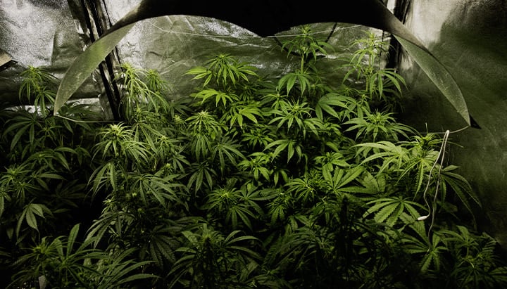 Coltivazione indoor di cannabis in piena fioritura con tecnica PSIS (iniezione di saccarosio nel fusto) per aumentare il peso secco delle cime e la resa totale di cannabinoidi