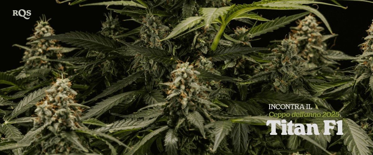 Titan F1 – Strain of the Year 2025 | Ibrido di cannabis ad alta resa di RQS Pianta di cannabis Titan F1 con cime dense ricoperte di resina, varietà ibrida premiata Strain of the Year 2025 da RQS