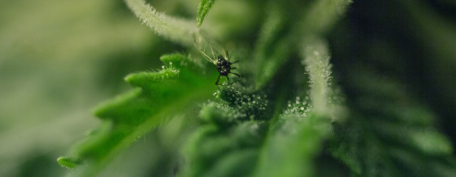 Piante di cannabis di parassita