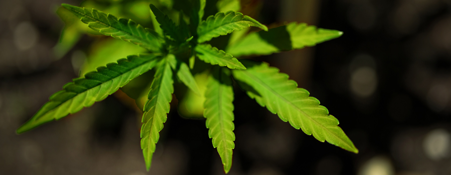 Ferro deficiency cannabis cultivation
