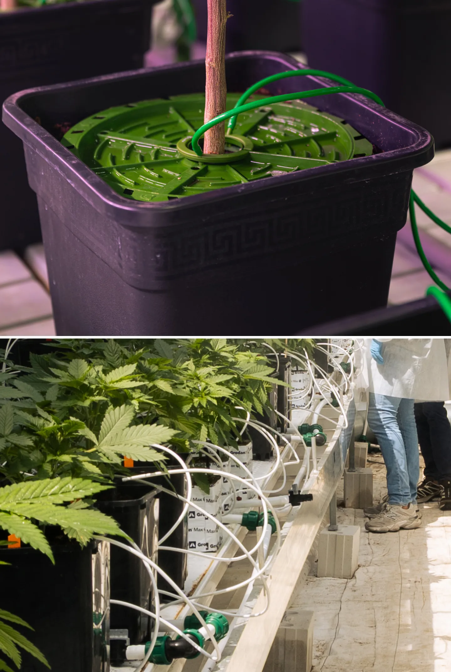 Sistema di irrigazione per il crop steering della cannabis Primo piano dei sistemi di irrigazione della cannabis in una prova controllata di crop steering, con linee di gocciolamento, vasi di coltivazione, blocchi di lana di roccia, valvole di irrigazione e piante verdi sane.