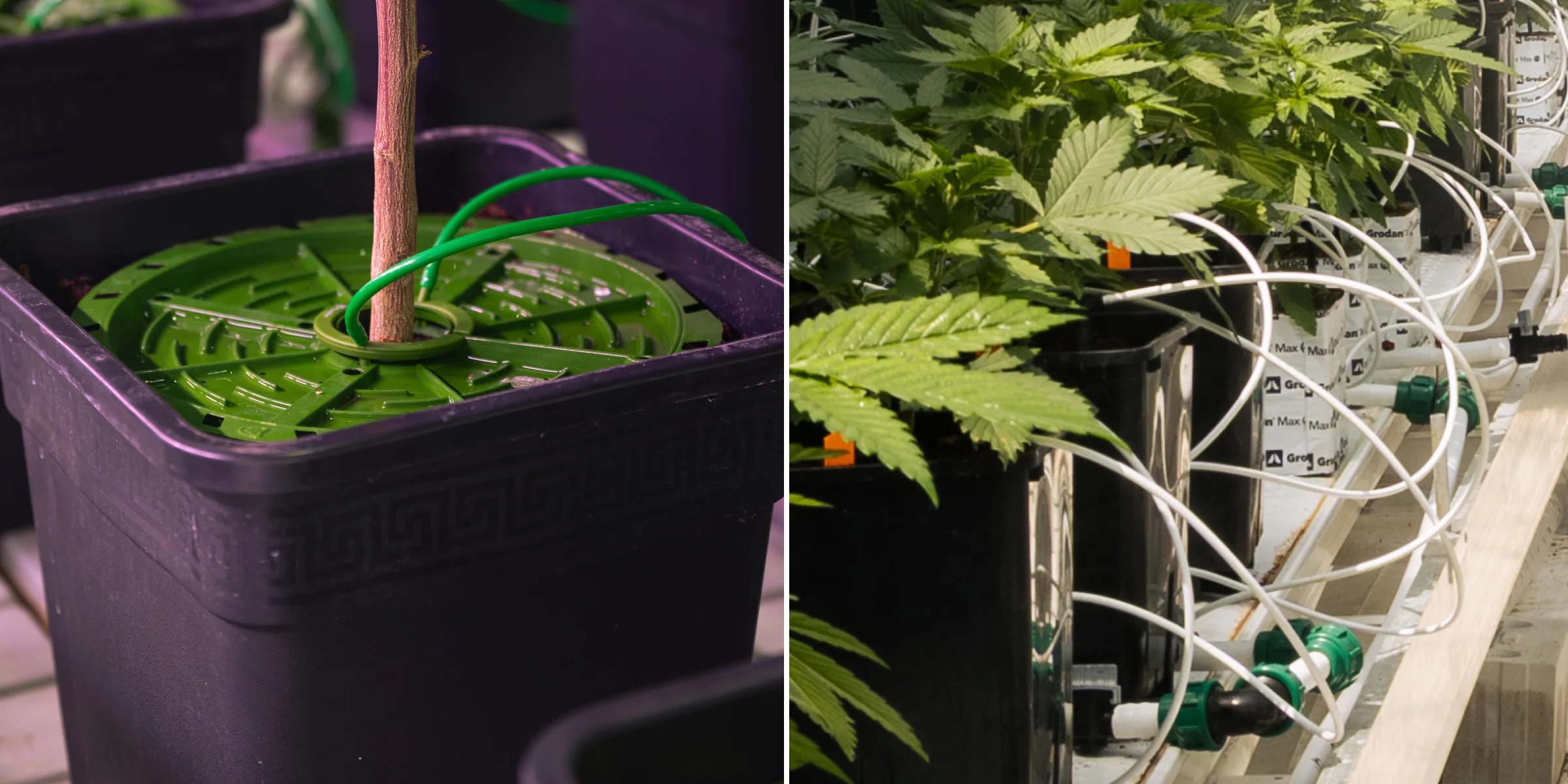Sistema di irrigazione per il crop steering della cannabis Primo piano dei sistemi di irrigazione della cannabis in una prova controllata di crop steering, con linee di gocciolamento, vasi di coltivazione, blocchi di lana di roccia, valvole di irrigazione e piante verdi sane.