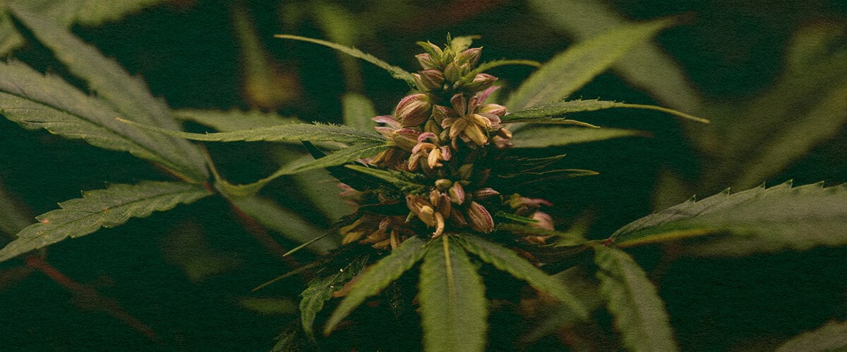 Il Polline È Prodotto Solo da Piante Maschio: Immagine di Sacche di Polline Primo piano di una pianta di cannabis maschio con sacche di polline, che illustra la produzione di polline nel cannabis su sfondo verde scuro, ideale per guide di biologia del cannabis.