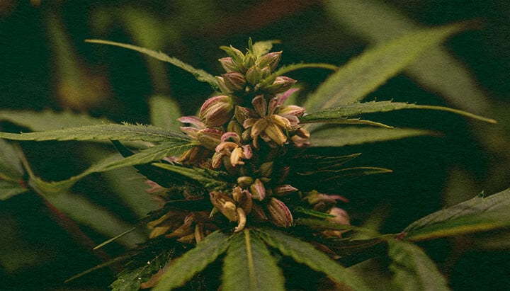 Il Polline È Prodotto Solo da Piante Maschio: Immagine di Sacche di Polline Primo piano di una pianta di cannabis maschio con sacche di polline, che illustra la produzione di polline nel cannabis su sfondo verde scuro, ideale per guide di biologia del cannabis.