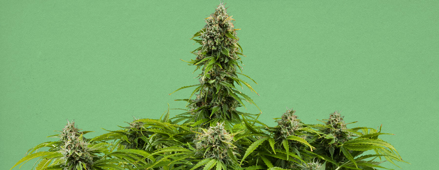 Jack Herer Automatic Strain Jack Herer Automatic Strain