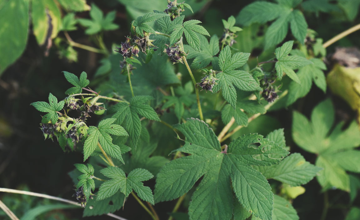 Luppolo giapponese (Humulus japonicus)