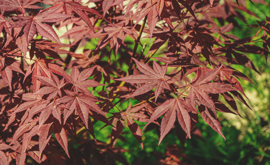 Acero Palmato (Acer palmatum)