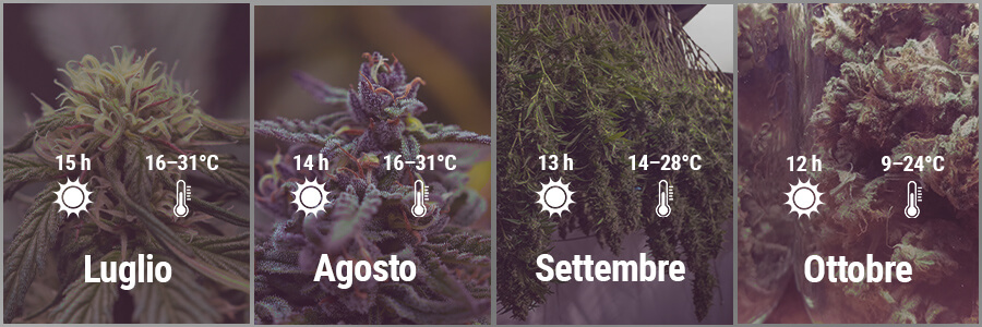 How To Grow Cannabis Outdoors In Spain