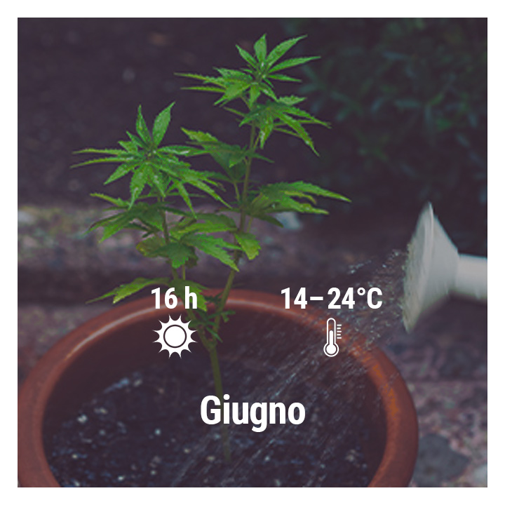 How To Grow Cannabis Outdoors In France, March, April, May