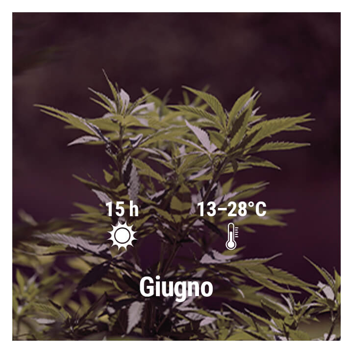 How To Grow Cannabis Outdoors In Spain