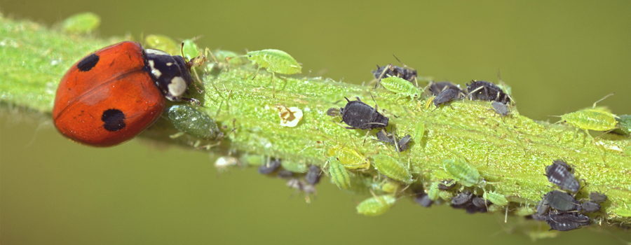 coccinella cannabis