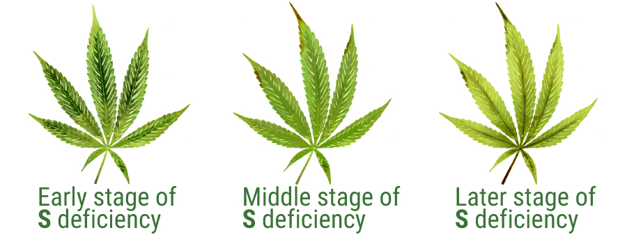sulphur deficiency cannabis leaves