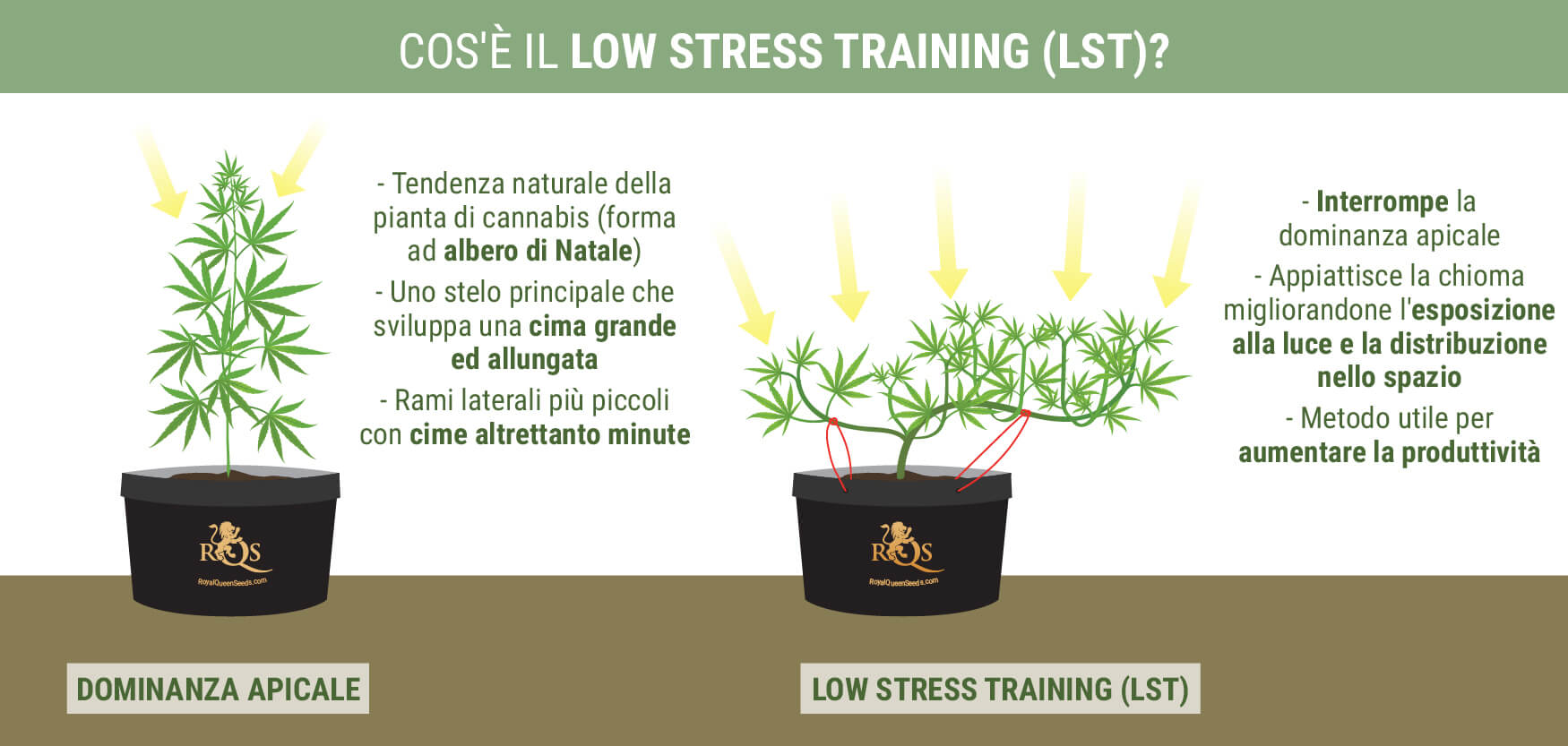 Cos'è Il Low Stress Training?