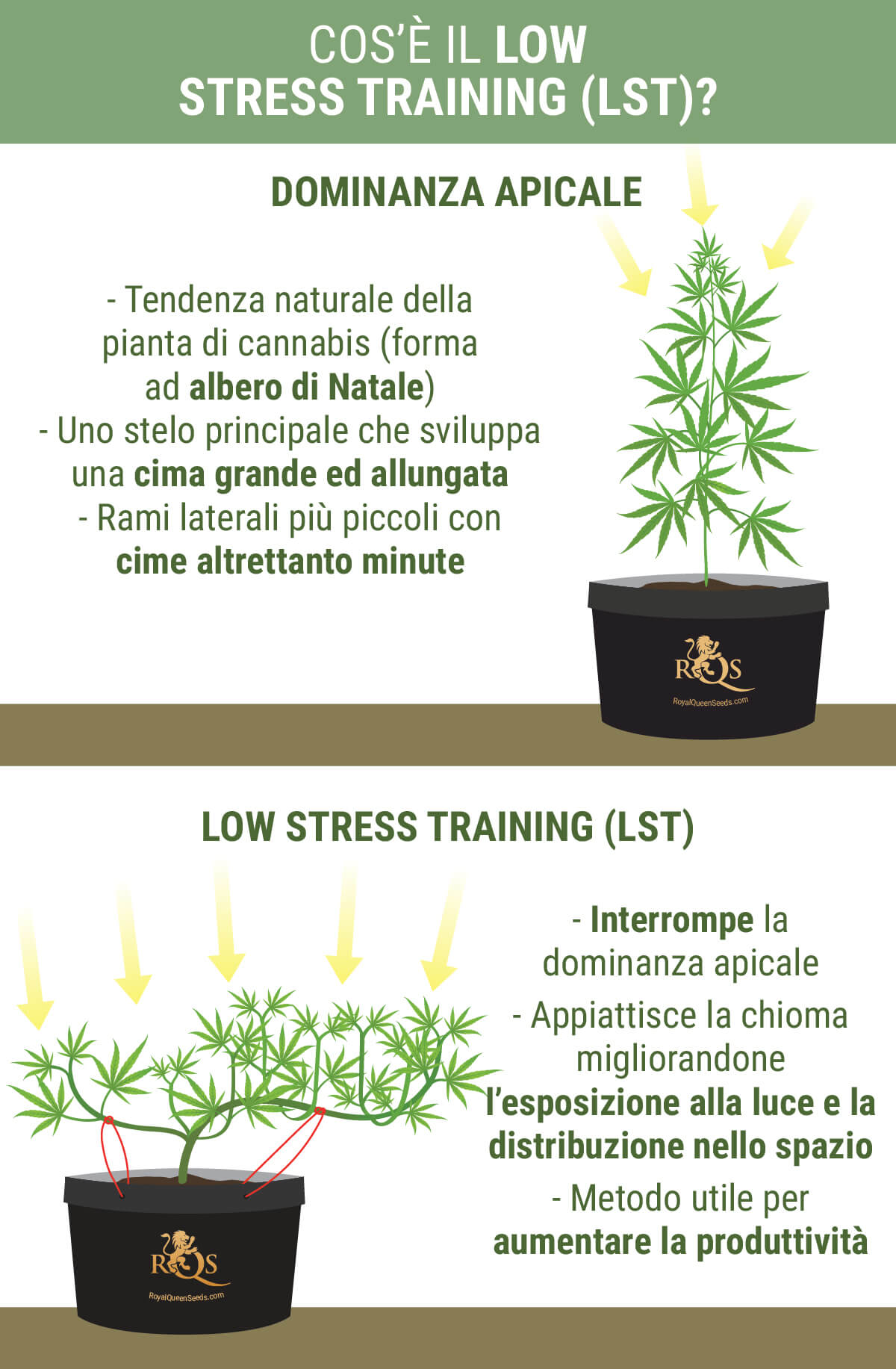 Cos'è Il Low Stress Training?