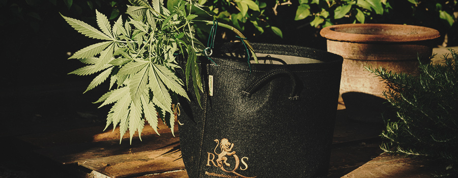 Ramifica La Cannabis Di Addestramento Low Stress Training Tecnica a Basso Stresst Ramifica La Cannabis Di Addestramento Low Stress Training Tecnica a Basso Stresst