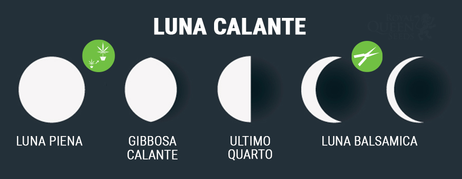 Luna Calante Luna Calante