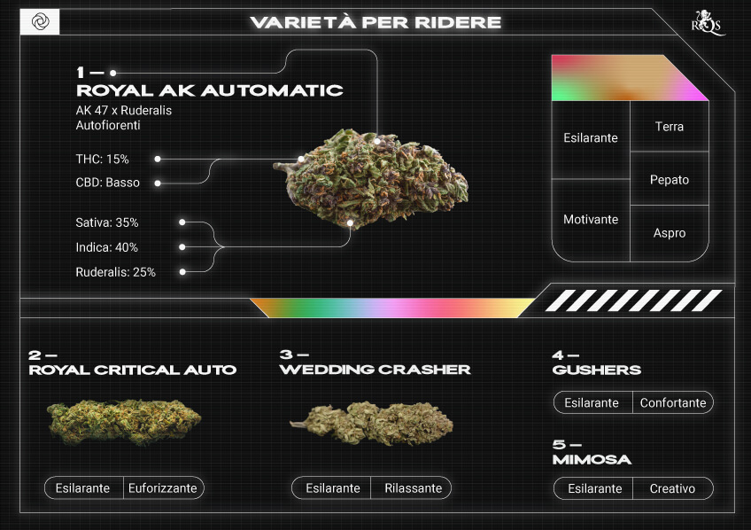 Top RQS Strains for Laughter