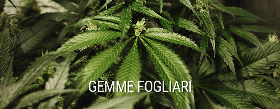 Gemme Fogliari Cannabis Gemme Fogliari Cannabis