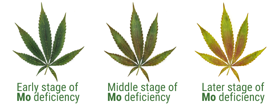 Molibdeno deficiency cannabis cultivation