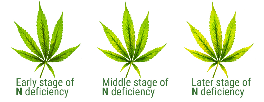 Azoto deficiency table leaf