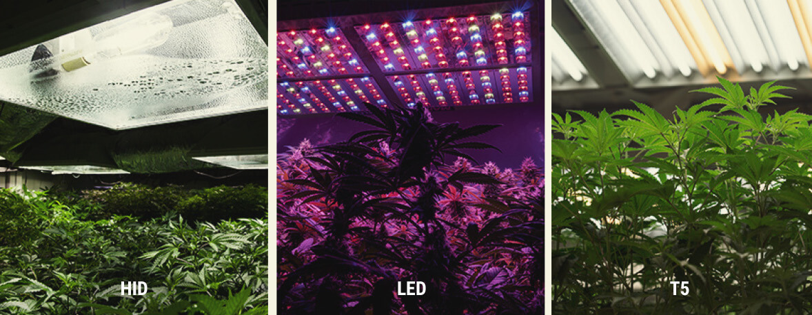 Come Fornire Luce UV alle Piante di Cannabis Indoor