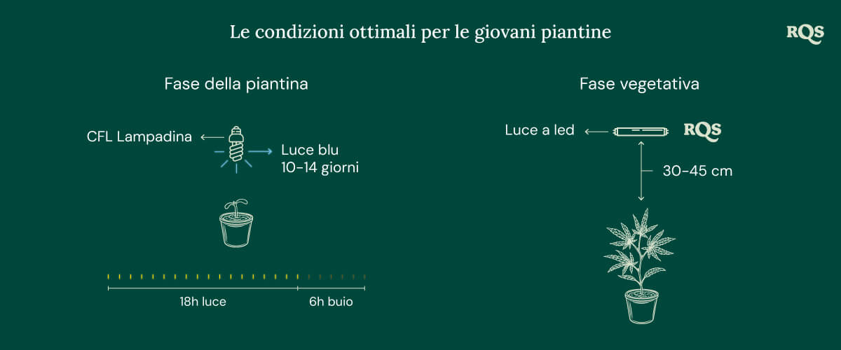 Light Conditions for cannabis seedling