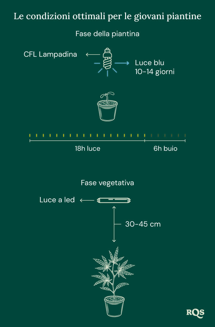 Light Conditions for cannabis seedling