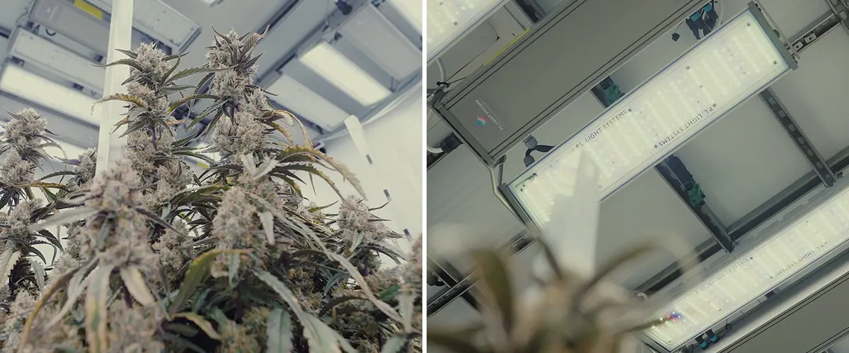 Guida Illuminazione e Controllo Cannabis CRIC Labs Un'illustrazione di una sala di coltivazione luminosa di CRIC Labs con ibridi F1 di cannabis, con illuminazione PPFD di 1000 μmol, sensori per umidità e temperatura, e fertirrigazione con mezzo di coltura inerte, su uno sfondo verde.